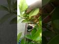 Easily grow lemon tree at home #new #gardening #garden