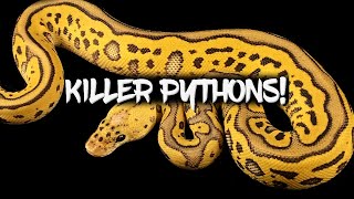 Killer Ball Pythons (Super Pastel!)
