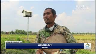 Pembangunan Rubuha Atasi Hama Tikus