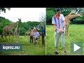 Vidéo exclusive: l’homme le plus grand de la planète rencontre les girafes de Casela