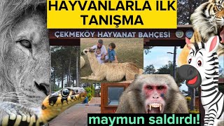 “Hayvanat Bahçesi̇ni̇ Gezdi̇k” Çesi Ğa Ğlence