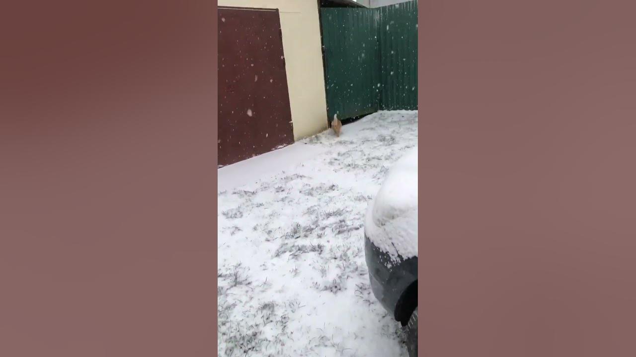 Рудий котик ховається #рудийкіт - YouTube