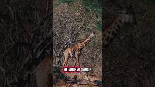 Gurun Savana Africa Pebayuran Bekasi sawah gurunafrica savana