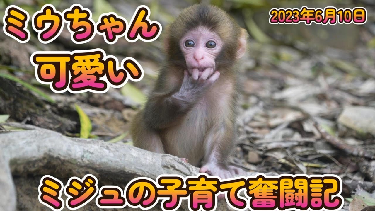 GW期間過去動画】ミウちゃん 可愛い 生後二週間 - YouTube