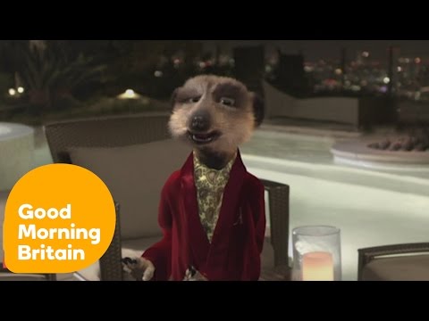 Video: Cine este vocea lui aleksandr meerkat?