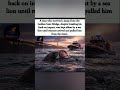 Survived the jump, saved by a sea lion 🦁🌉😮💪#viral #SeaLionHero #shorts