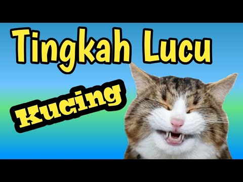 kumpulan video kucing Lucu| asli ngakak - YouTube
