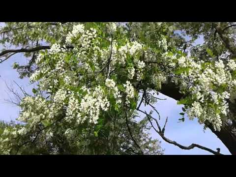 Video: Robinia Falsk Akacie