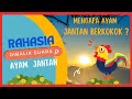 MENGAPA AYAM JANTAN BERKOKOK DIPAGI HARI ? RAHASIA DIBALIK SUARANYA