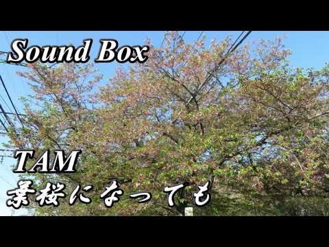 Sound Box~聞き覚えのある音源~ TAM"葉桜になっても" 【BGM】