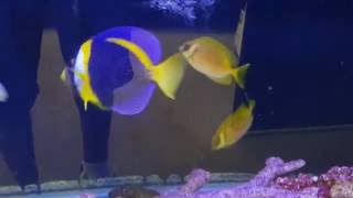 Scribble Angel True Bonded Pair 1249 - Aussie