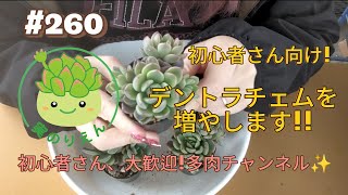 260 Recommended for beginners 💡 Increase your dentrachem! - YouTube