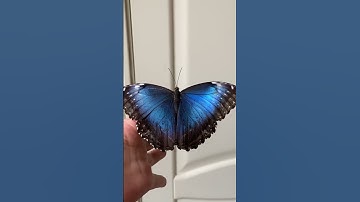 BLUE BUTTERFLY in #3d #bluebutterfly  #shorts #viral #short #3danimation #viralvideo #shortvideo