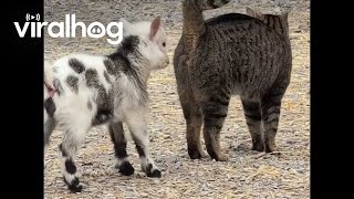 Cat And Baby Goat Have An Adorable Friendship Viralhog