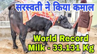 World Record Holder Murrah Buffalo-Saraswati,4th Milking, Shoot with Camera 