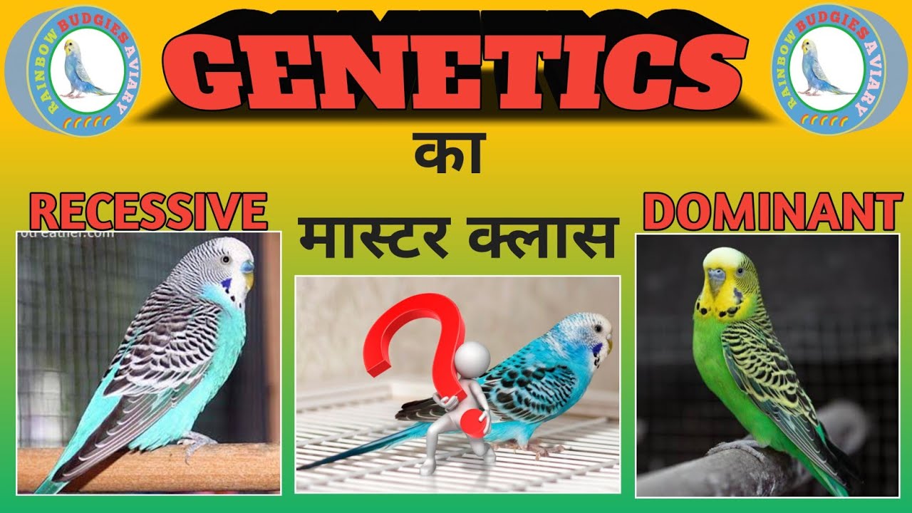 How To Work Budgies Genetics | बजरी का वर्किंग करना है तो इसे समझना पड़ेगा | Rainbow Budgies Aviary