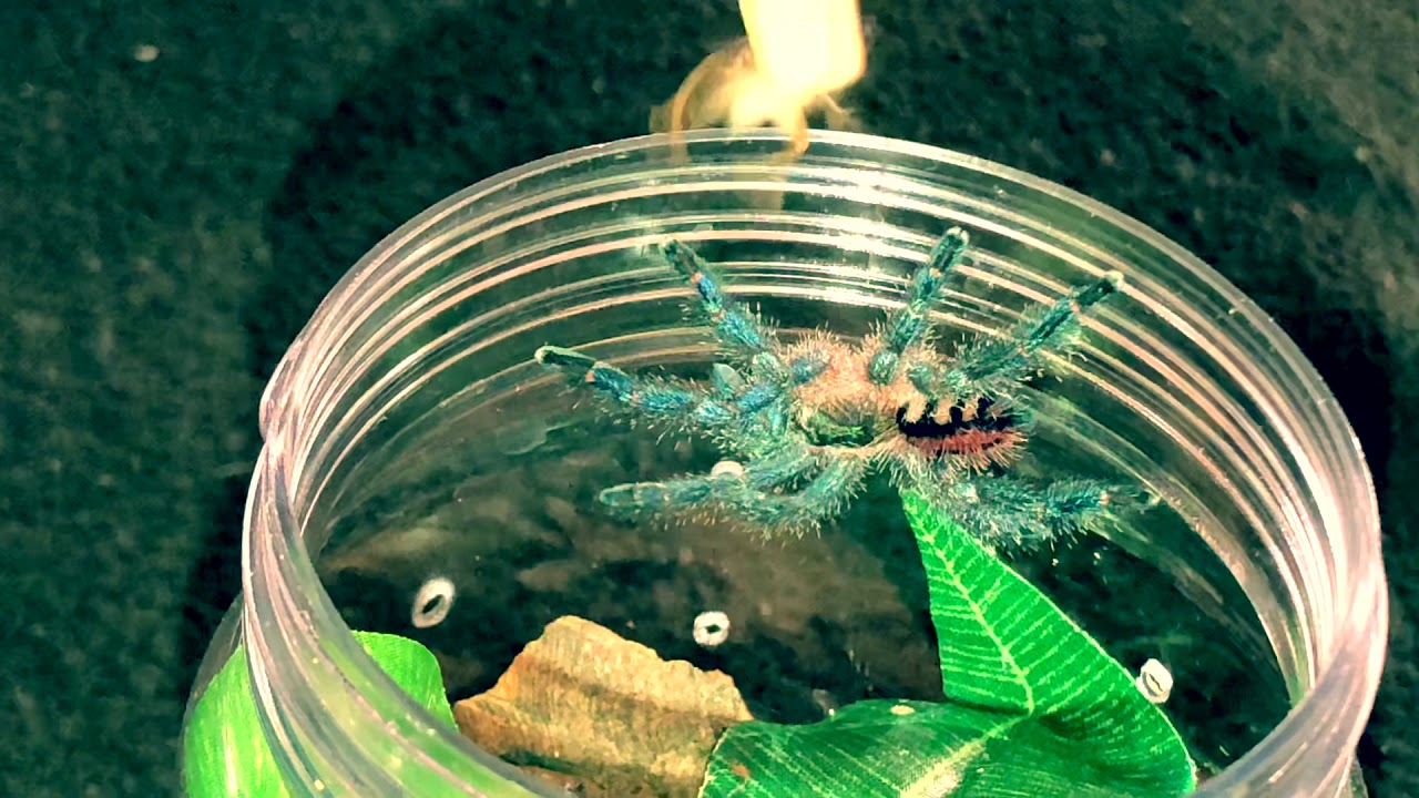 adventures of sonic the hedgehog Tarantula jumps for food