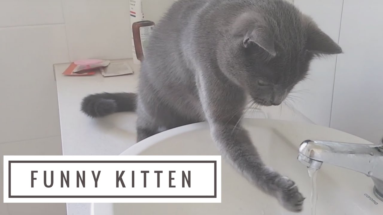 How To Stop Cat Drinking From Tap How To Stop Cat Drinking From Tap