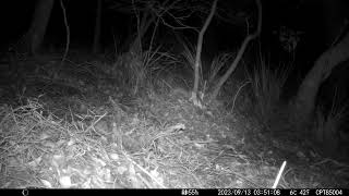 2023-09-13 03:50:48/Pseudocheirus peregrinus/Common ringtail possum