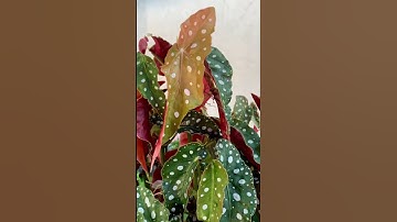 Begonia Maculata (Polka Dot) 🌸🌿#plants #plantas #nature #flowers #begonias#houseplants