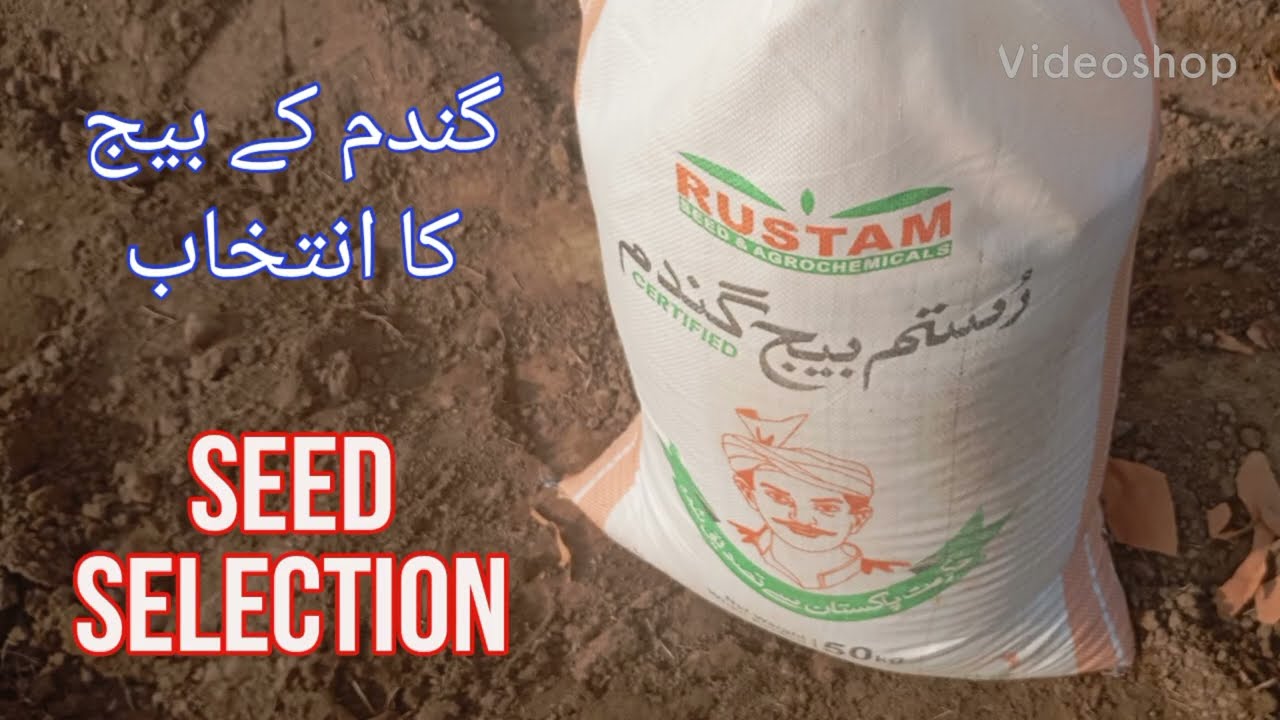 Selection of Seeds for Wheat II Kalera Farming