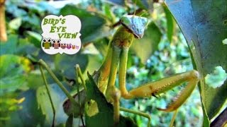 Pregnant Praying Mantis