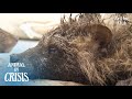 A Baby Raccoon Hiding In A Drain Barely Escaped From Death But..  | Animal in Crisis EP146