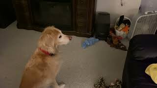 Ava Bear patiently wait for Bill to call her ￼