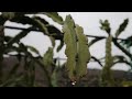 Visit to Gray Martin's Dragon fruit farm in California