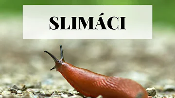 Jak se slimáky dostat ze záhonů?