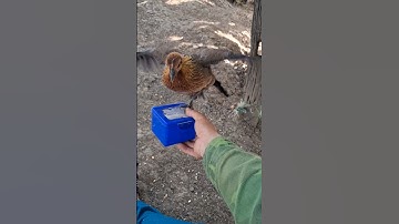 gà rừng mái tơ siêu phẩm.poj qaib qus zoo nkauj