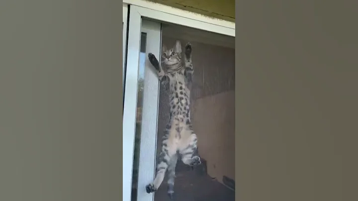 Watch the video about I present ✨Iris✨ #cat #kitten #viral #bengal #tabby