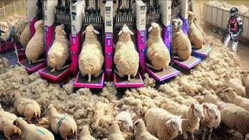 Amazing Video‼️Machines Operating At Insane Level And Skilled Worker On Duty ▶ Eps 3