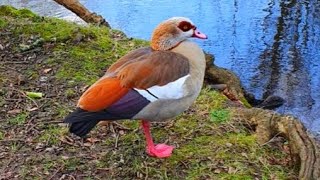 Egyptian goose and swans