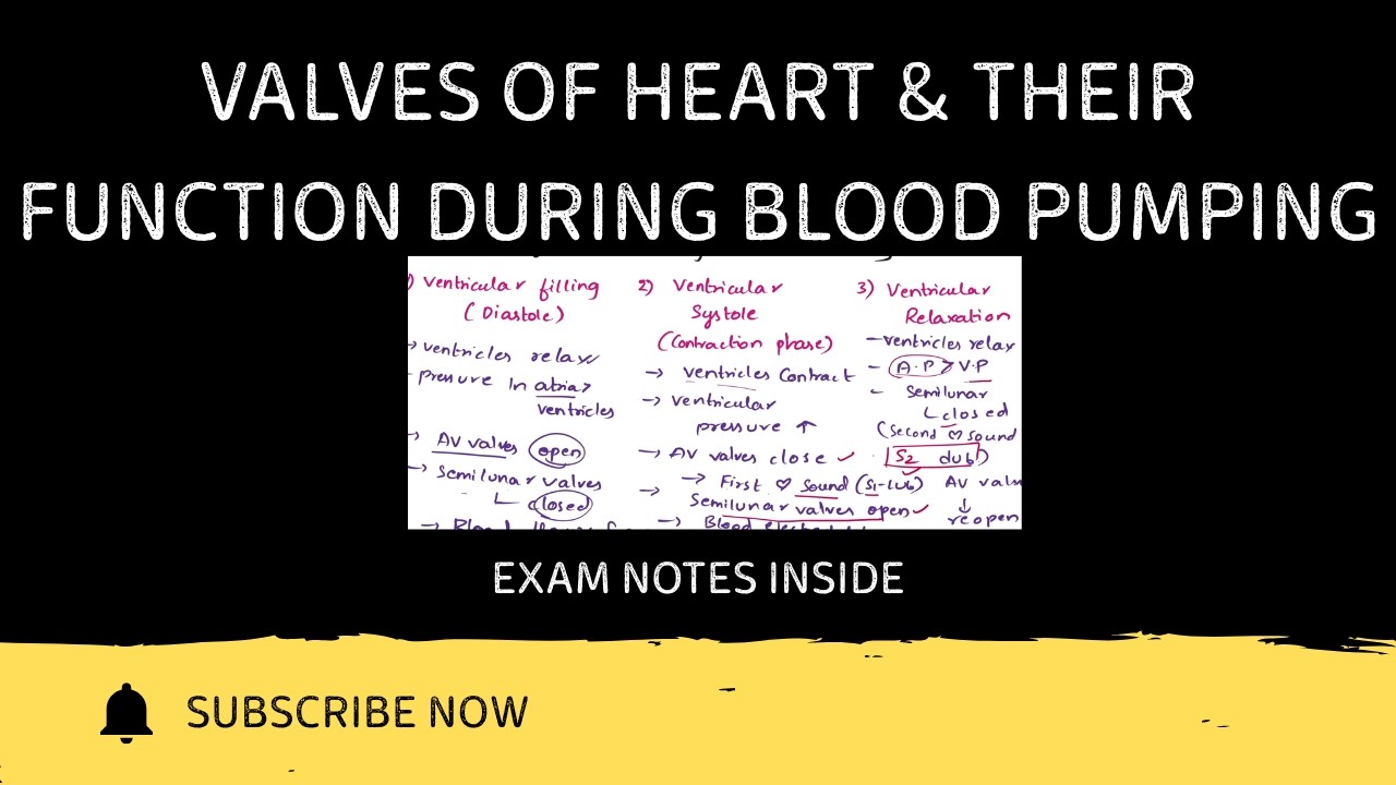 Heart Valves Made Easy | Tricuspid, Mitral, Aortic, Pulmonary Functions | Anatomy for Exams