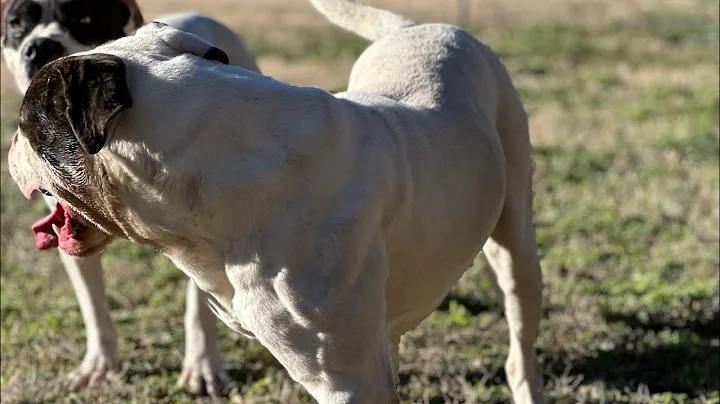 Controversial Diet Regime!? Should your dogs eat EVERYDAY? #bjbd #americanbulldog