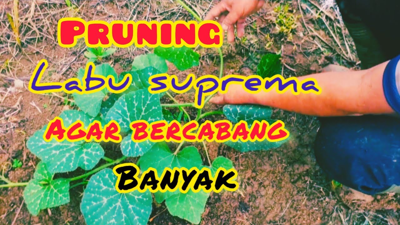 pruning labu suprema agar bercabang banyak
