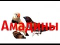 Домашние животные. АМАДИНЫ (Зебровая и Чешуйчатая)