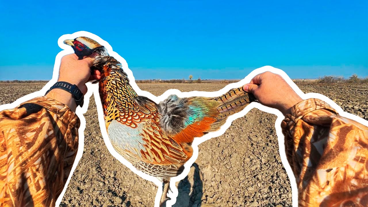 ОХОТА НА ФАЗАНА без собаки | Жирные петухи | Осенняя охота 2025