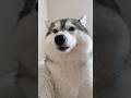 セクハラされるハスキー #シベリアンハスキー #ハスキー #ハスキー犬のサムネイル
