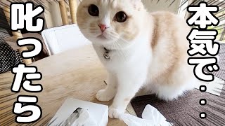 本気で猫を厳しく叱ったら犬達がまさかの対応に...