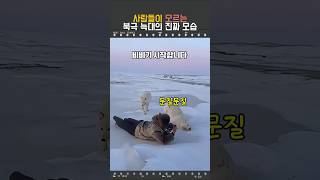 사람들이 모르는 북극 늑대의 진짜 모습 #동물