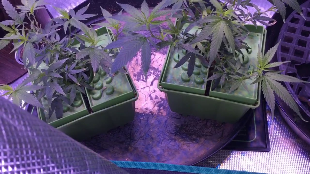 NPK Industries G13 grow before LSTing