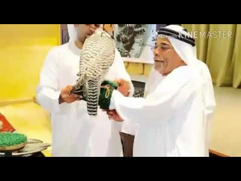 يامبرقع الطير 1