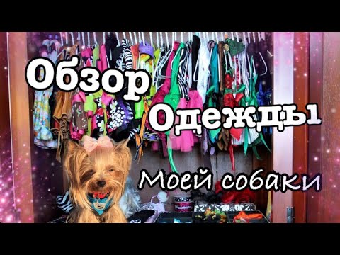 Обзор одежды моей собаки