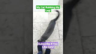 My Cat Rubbing My Leg! #cat #video #viral #shorts #short