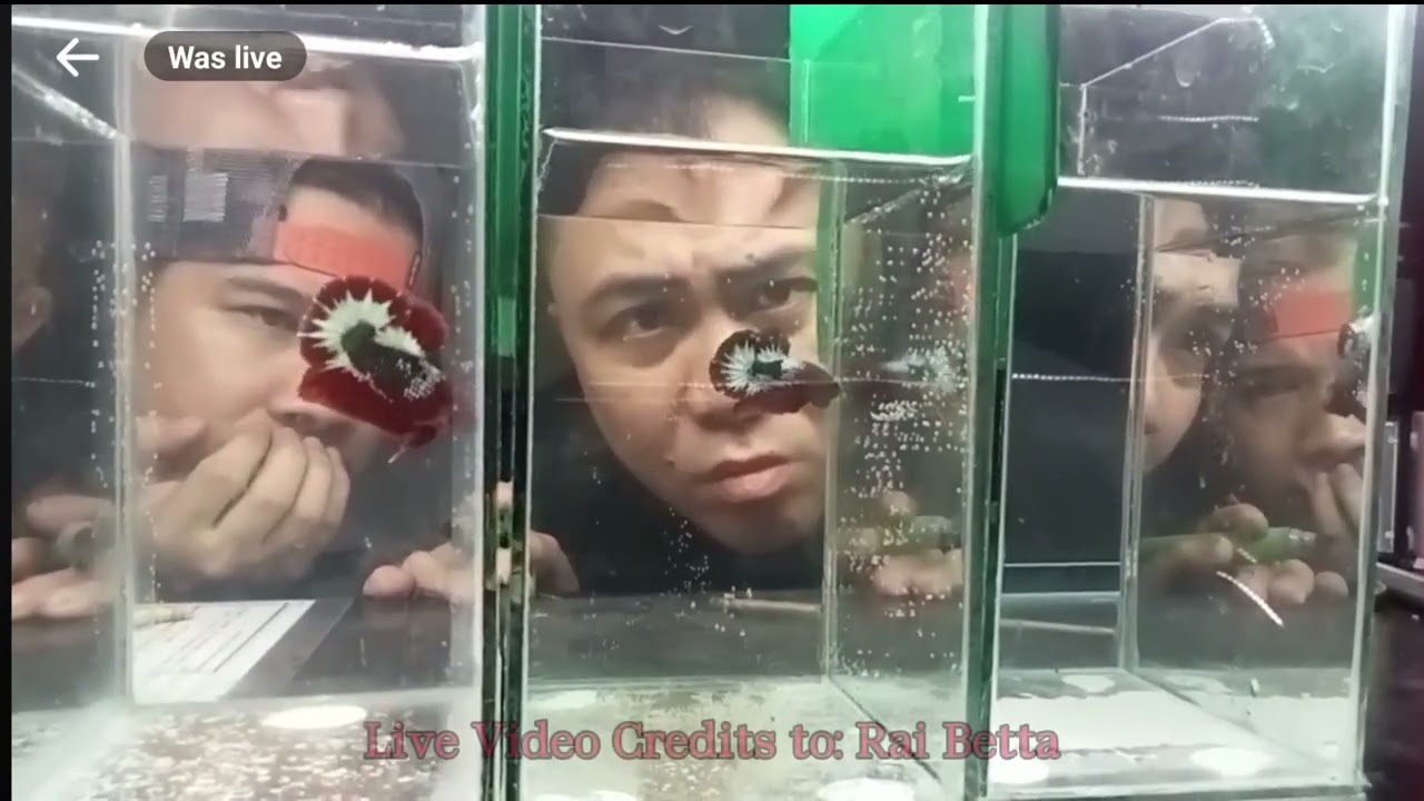 Betta | Unang Betta Show | Betta Legend Final Leg | Bulacan | Rai Betta | Ja Pula