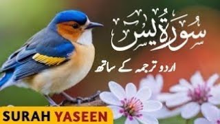 Surah Yaseen 💌 in beautiful voice 🎤 Yaseen Sarif 🥀 episode daily Yaseen ❣️