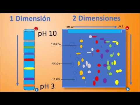 Vídeo: Diferencia Entre Cromatoenfoque Y Enfoque Isoeléctrico