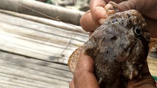 Mancing Ikan Kakap Ikan Baramundi Lokasi Laut Rawaurip Cirebon